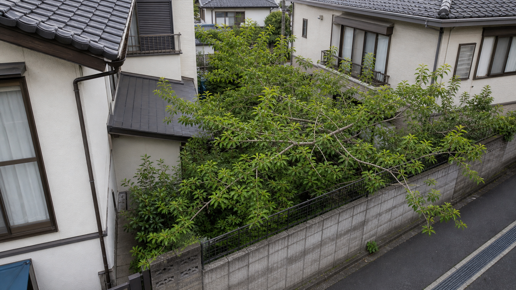 越境枝の対応3手順